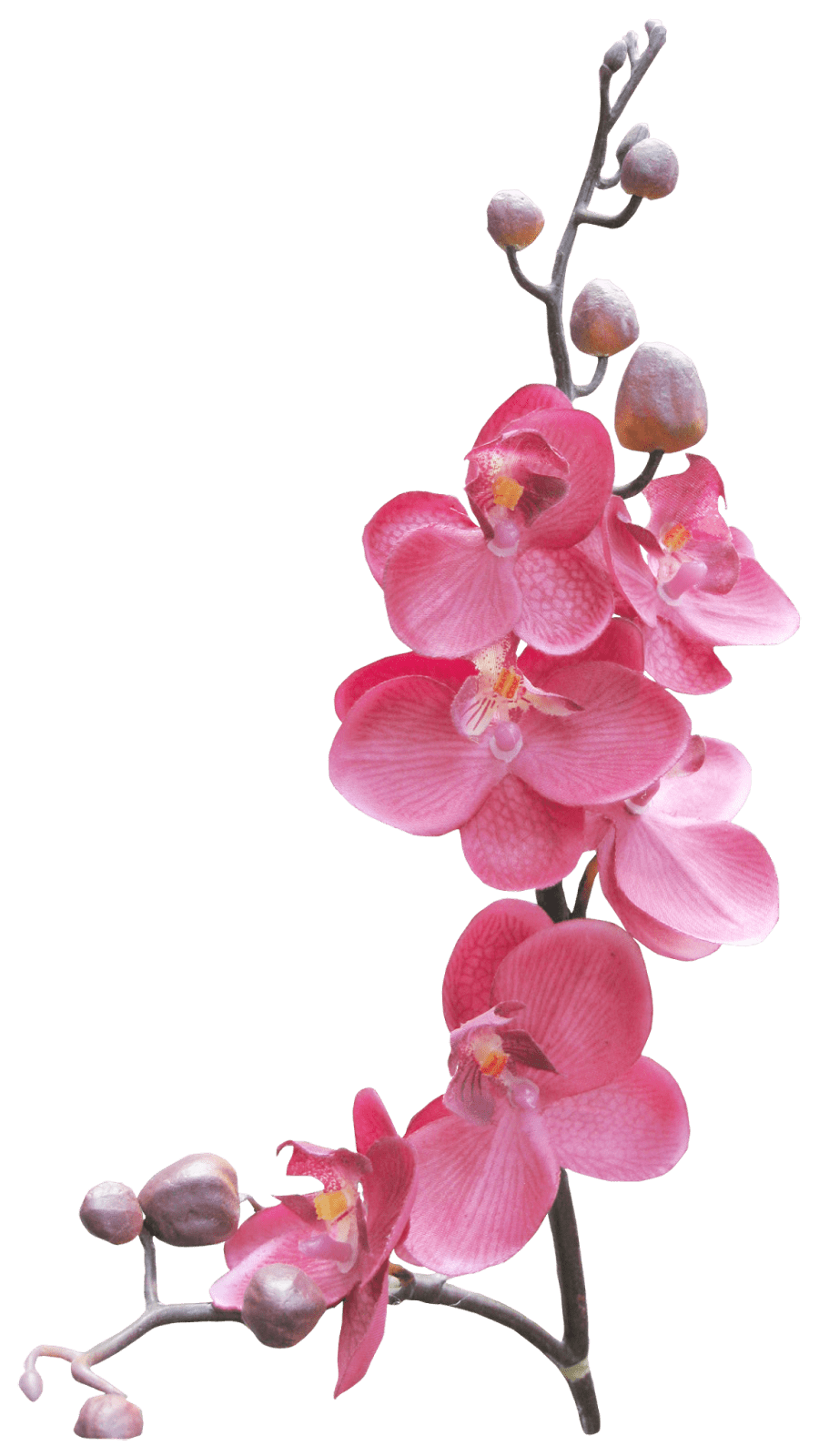 percorso orchidea